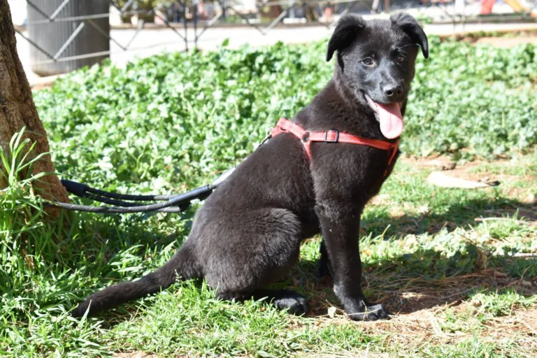 AVRA Adopciones4 768x512