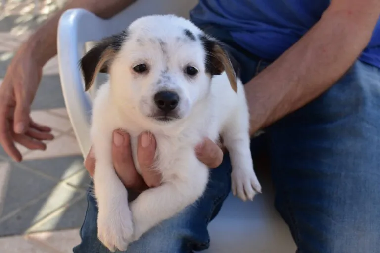 AVRA Adopciones5 768x512