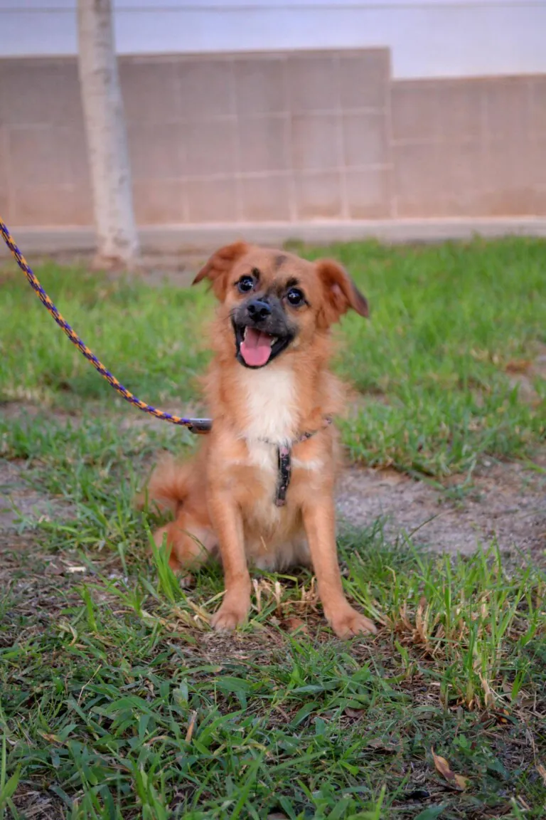 AVRA Adopciones6 768x1152