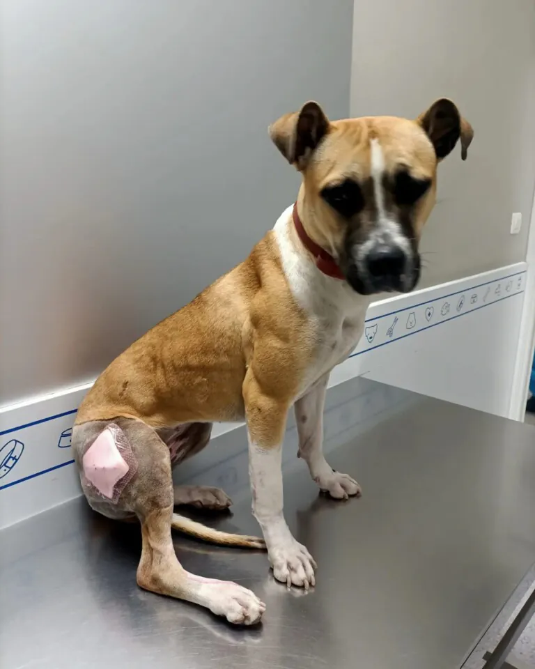 Accion por el Rescate3 768x960