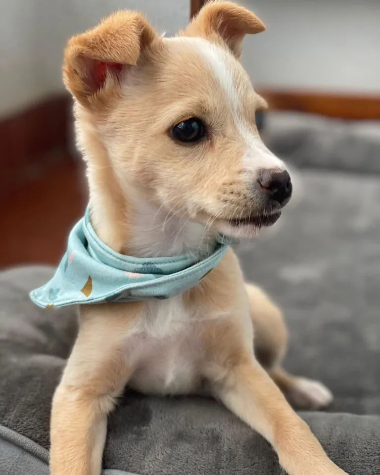 Accion por el Rescate4 768x960