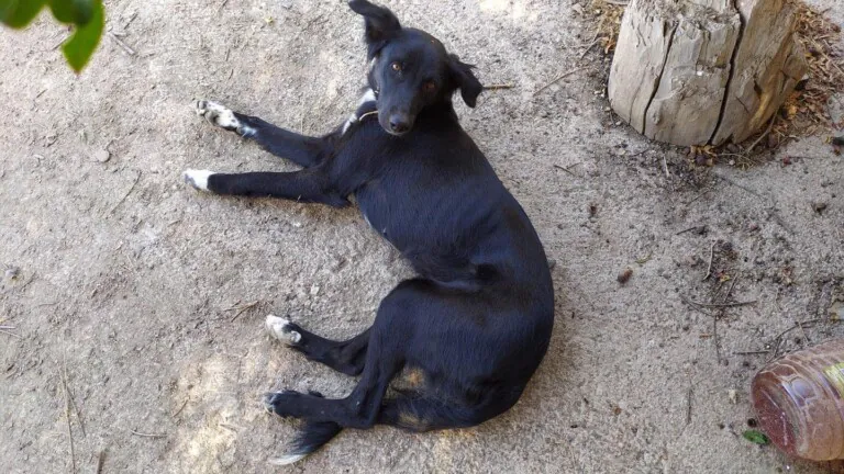 Accion por el Rescate5 768x432