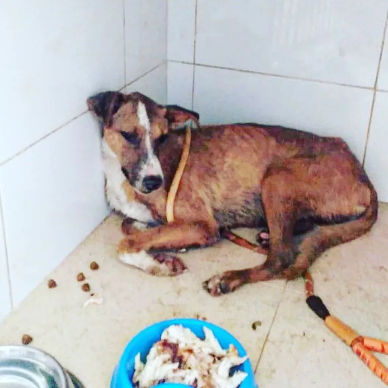 Accion por el Rescate6 768x768