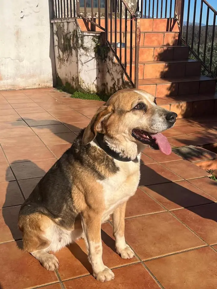 Adopta Plasencia1