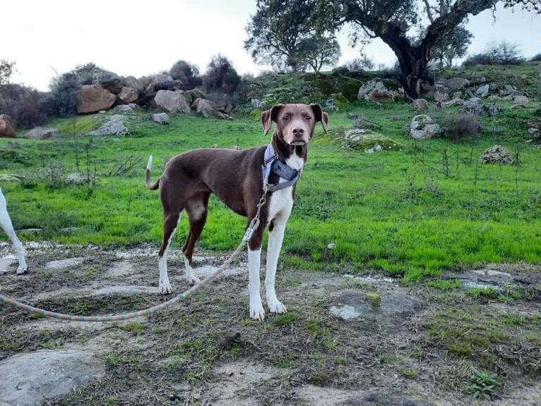 Adopta Plasencia4 768x576
