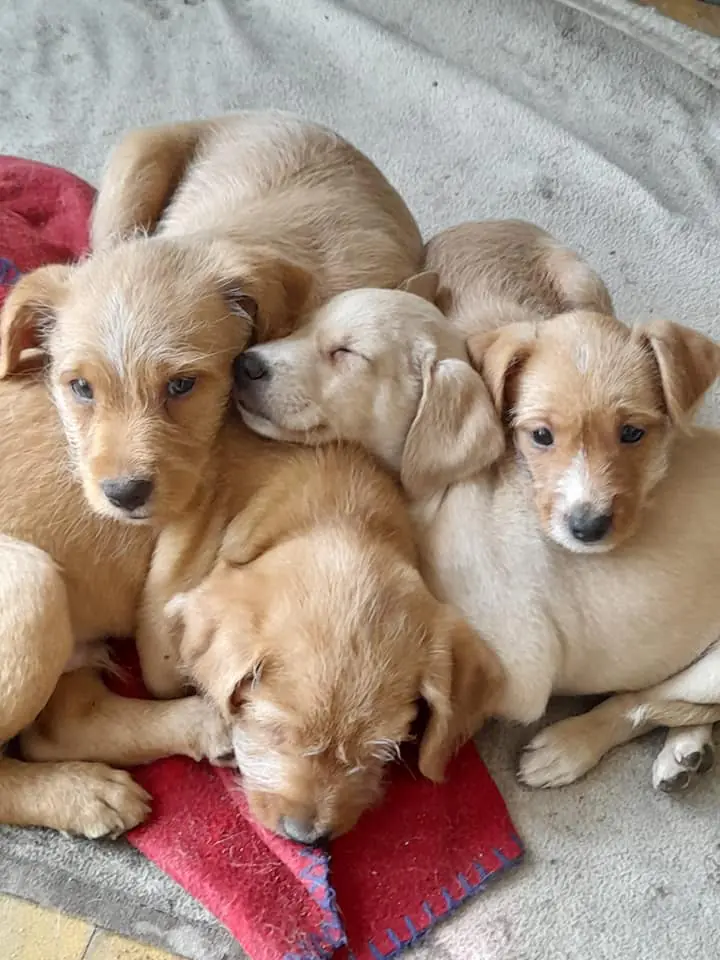 Adopta Plasencia5