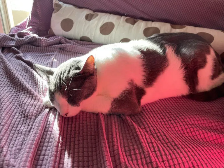 Adopta un Amigo Almeria1 768x576