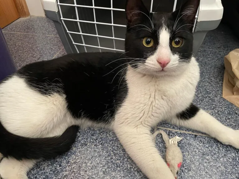 Adopta un Amigo Almeria2 768x576