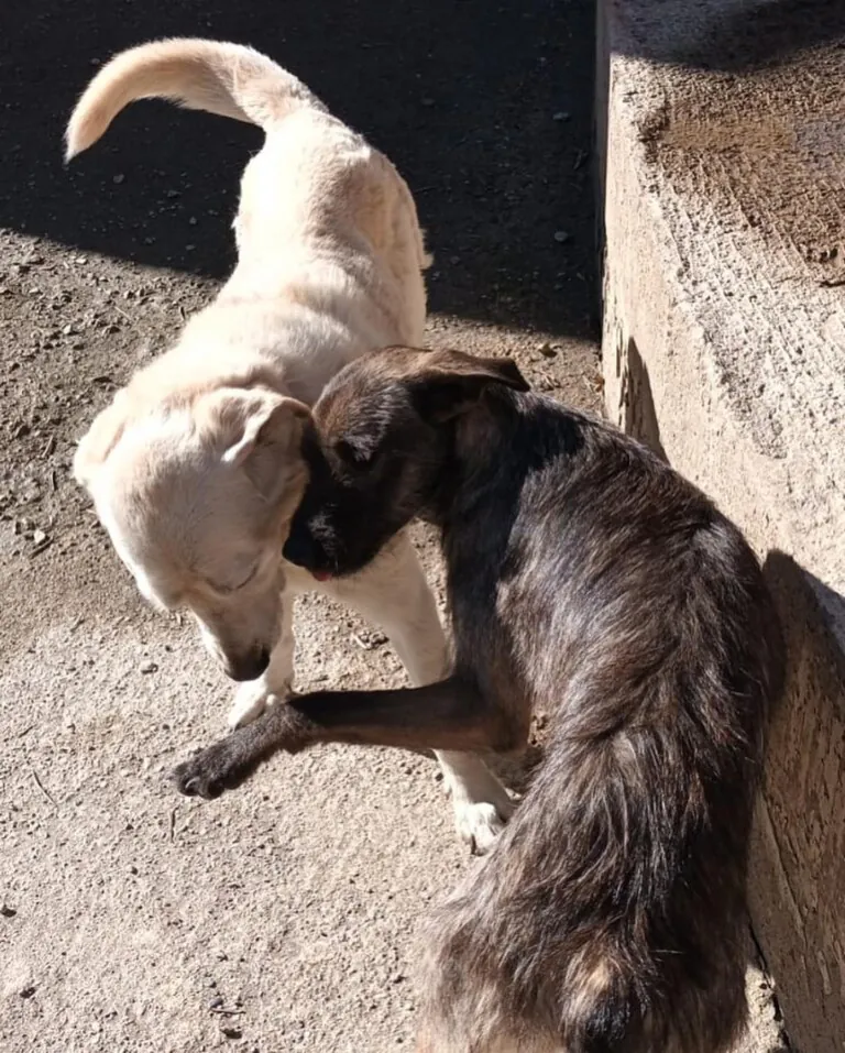 Adopta un Amigo Almeria3 768x957