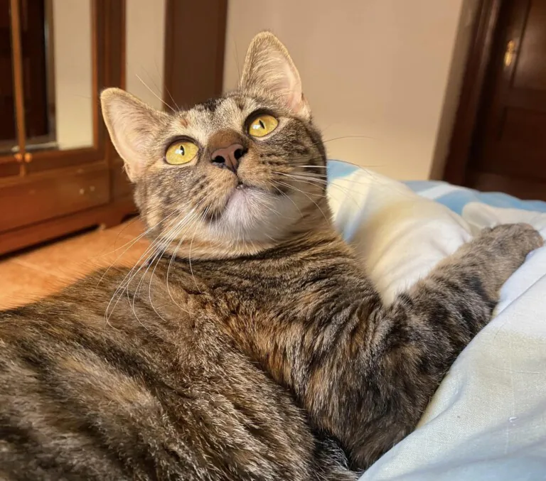 Adopta un Amigo Almeria4 768x677