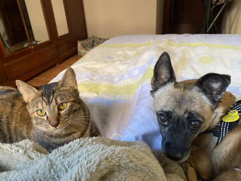 Adopta un Amigo Almeria5 768x576