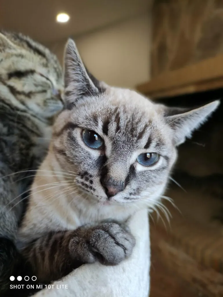 Adopta un Amigo Almeria6 768x1023