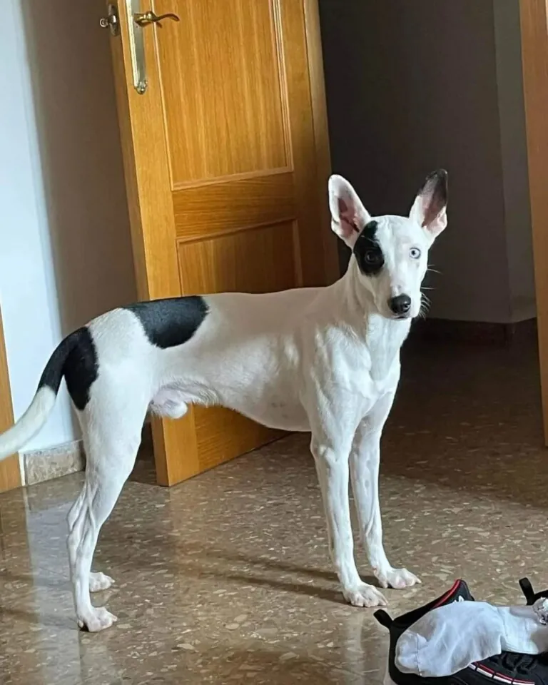 Adopta una Vida1 768x960
