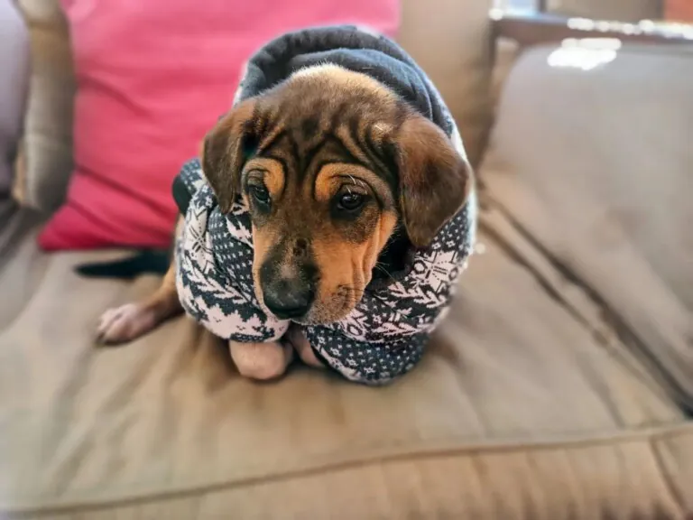 Adopta una Vida2 768x576