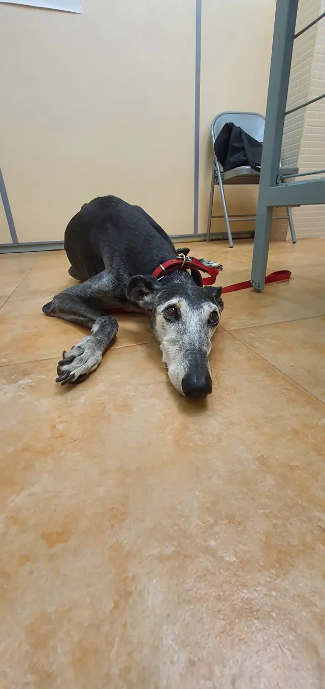 Adopta una Vida3