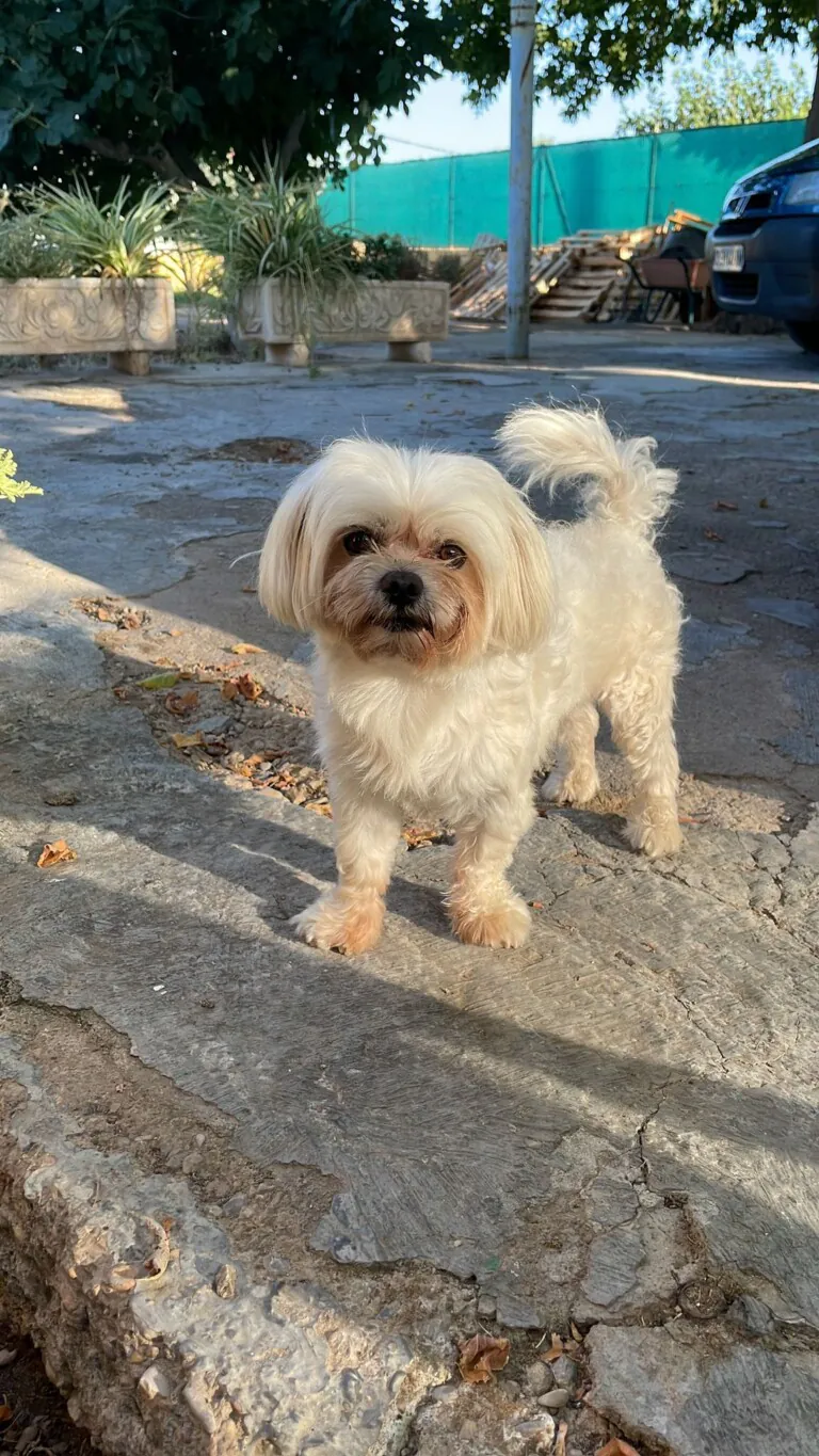 Adopta una Vida4 768x1365