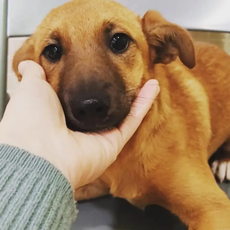 Adopta una Vida6 768x768