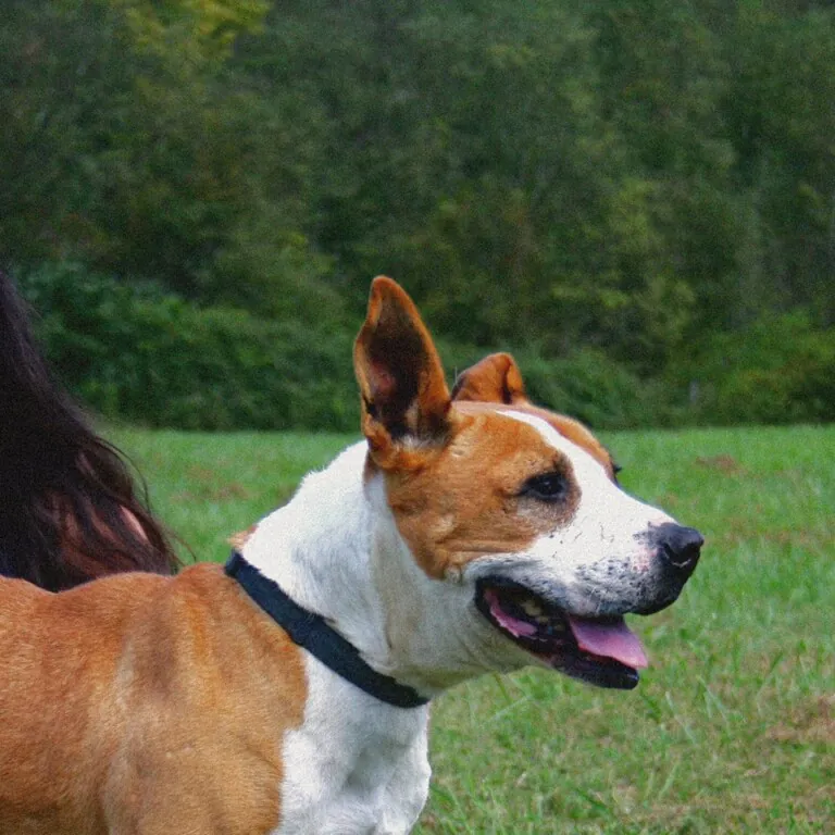 Albergue Canino de Langreo1 768x768