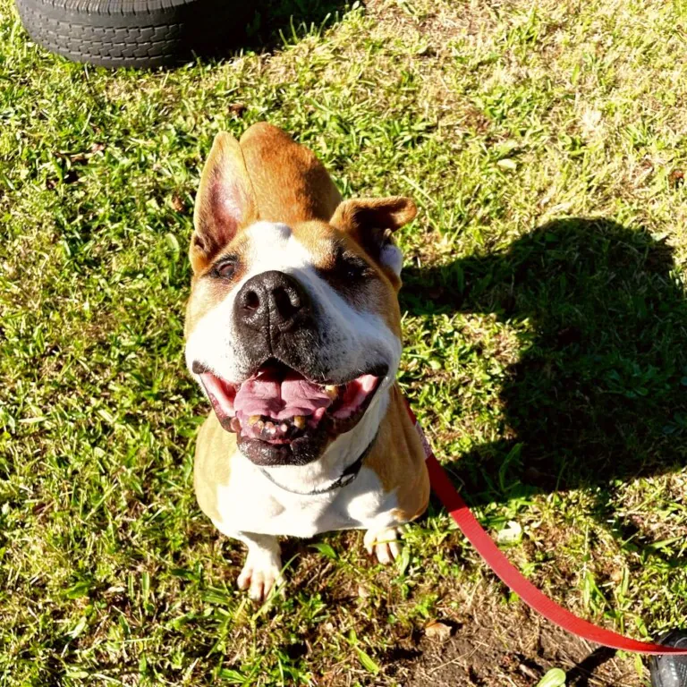 Albergue Canino de Langreo2 768x768