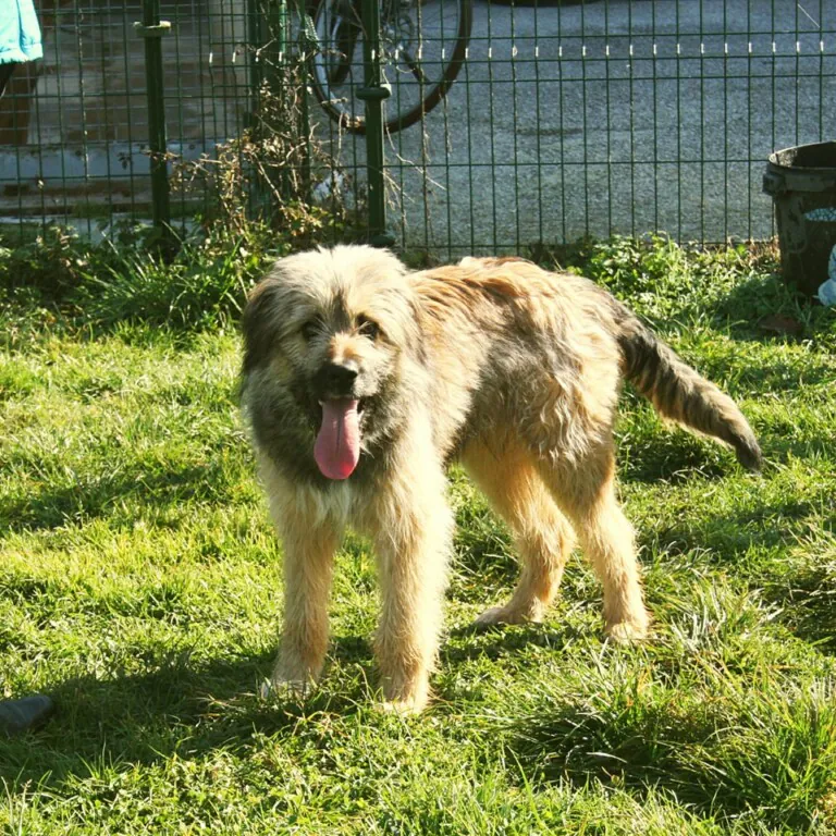 Albergue Canino de Langreo3 768x768