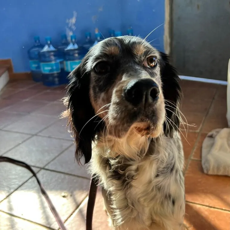 Albergue Canino de Langreo4 768x768