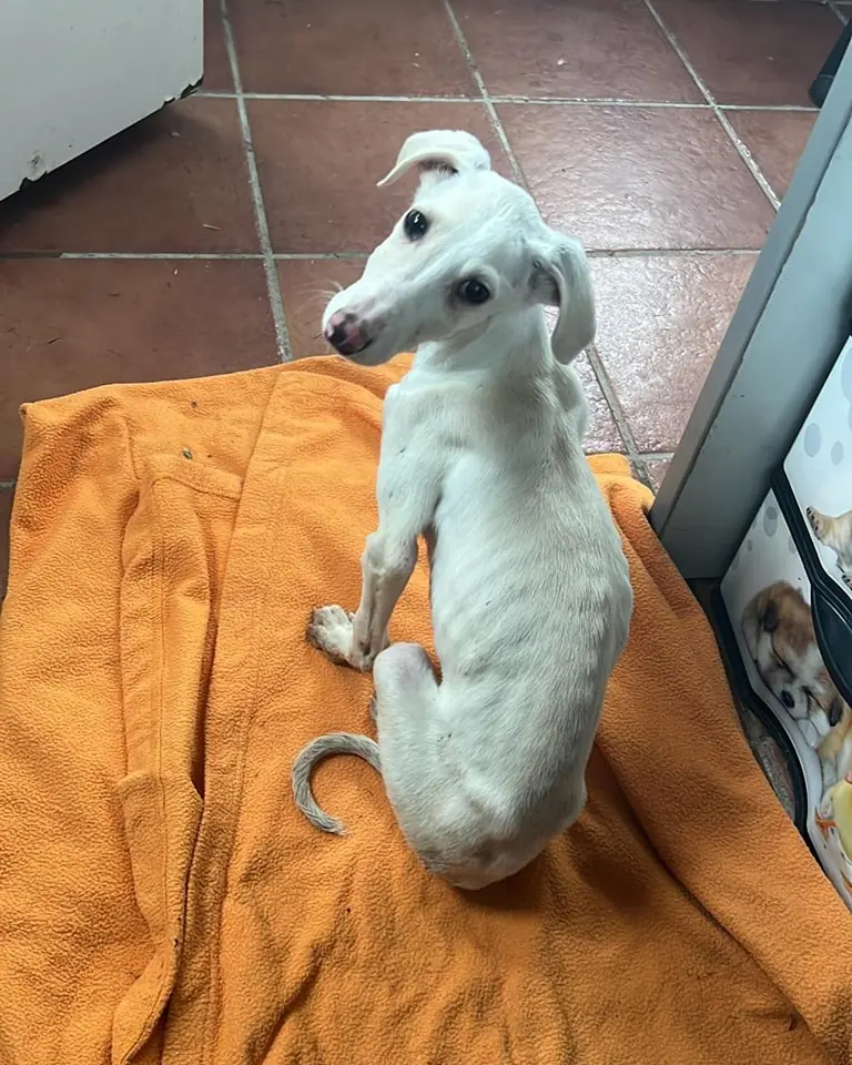 Albergue Canino de Langreo5