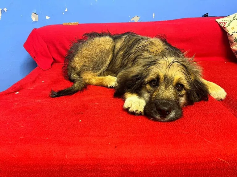 Albergue Canino de Langreo6 768x576