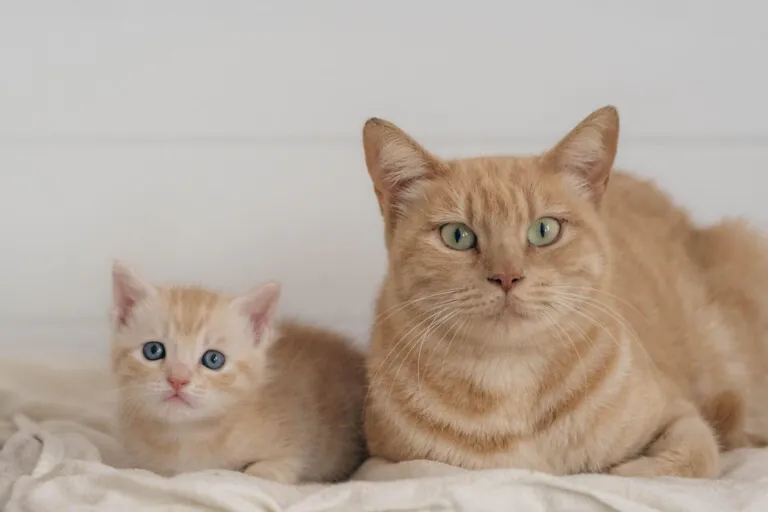 Alma Felina Almeria1 768x512