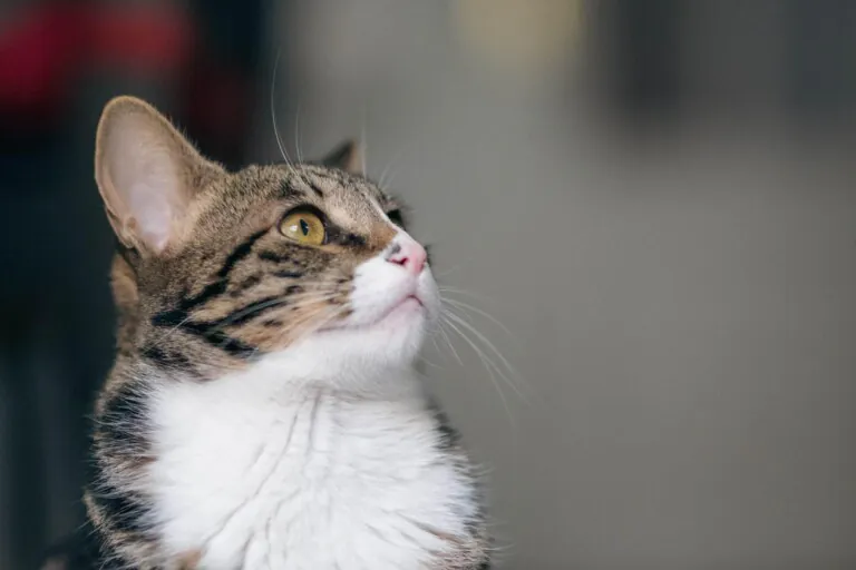 Alma Felina Almeria2 768x512