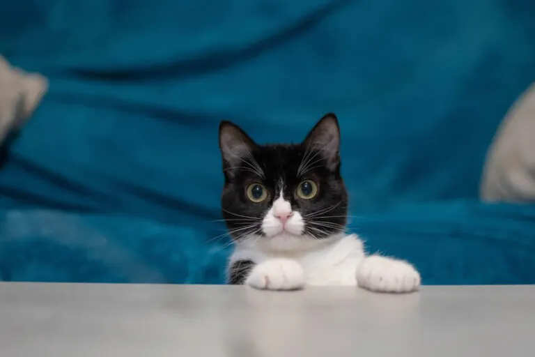 Alma Felina Almeria3 768x512