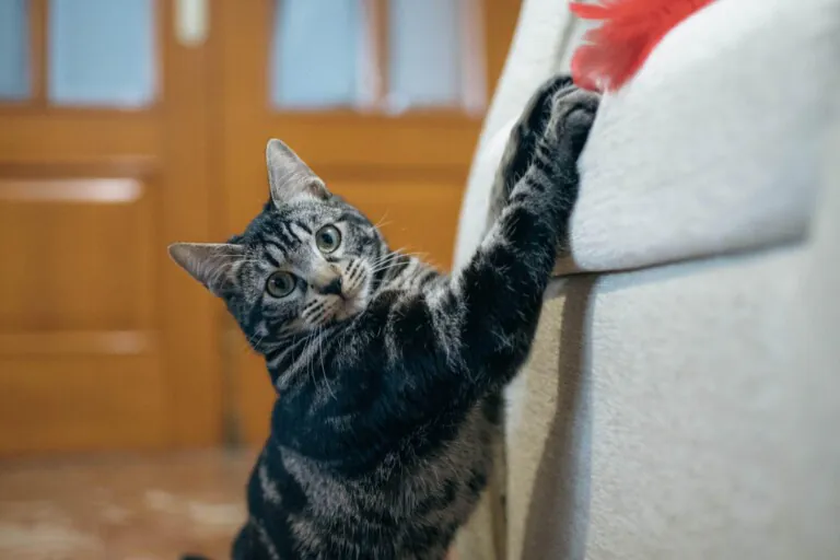 Alma Felina Almeria4 768x512