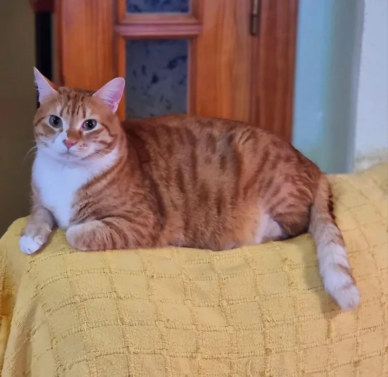 Alma Felina Almeria5 768x745