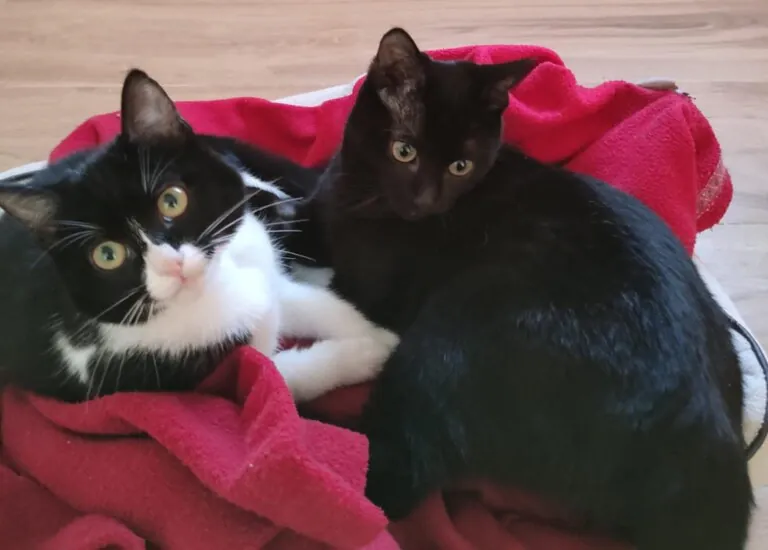 Alma Felina Almeria6 768x550