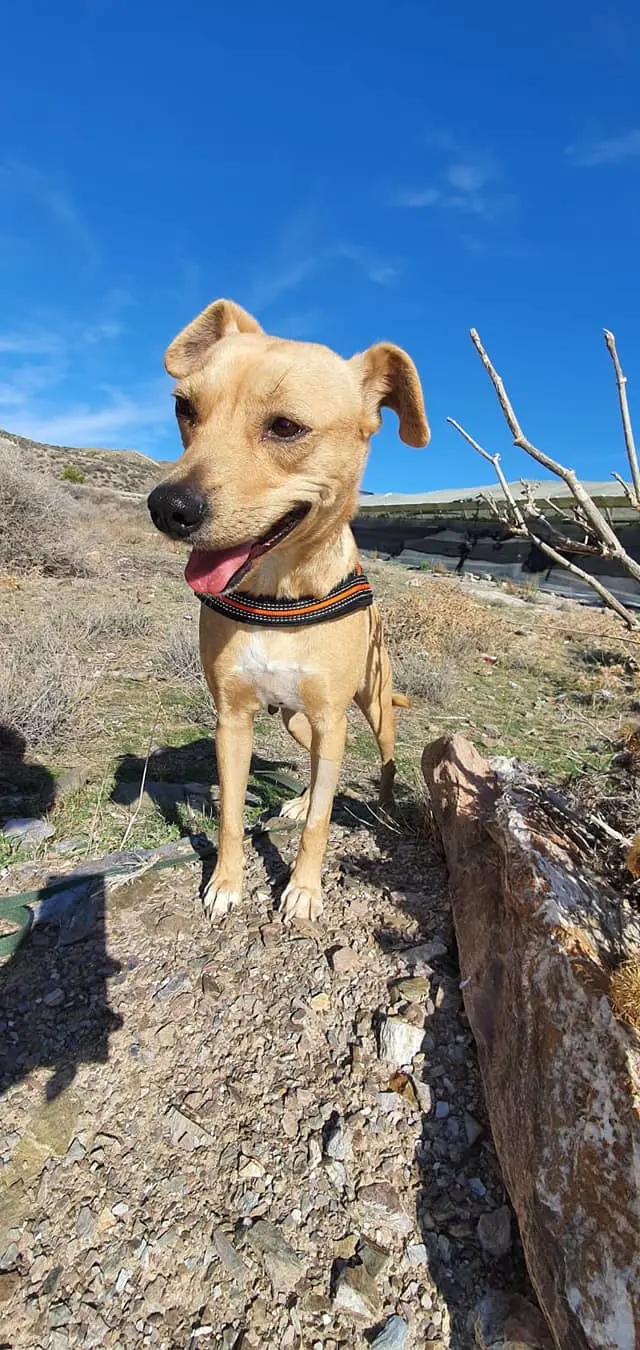 Almeria Defensa Animal2