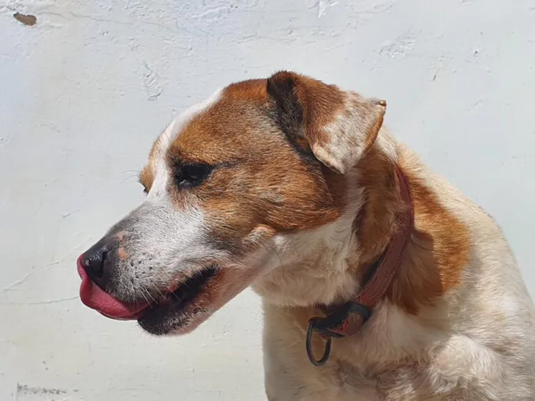 Almeria Defensa Animal4 768x576