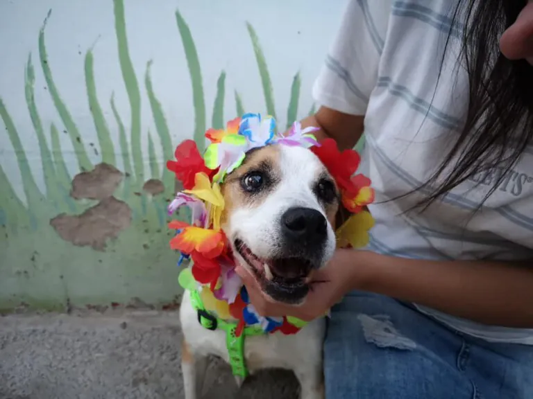 Almeria Defensa Animal5 768x576