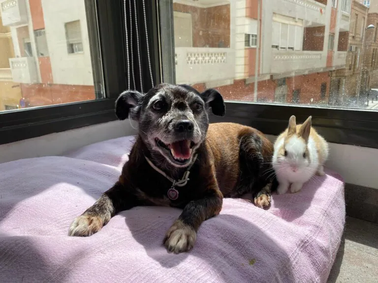 Almeria Defensa Animal6 768x576