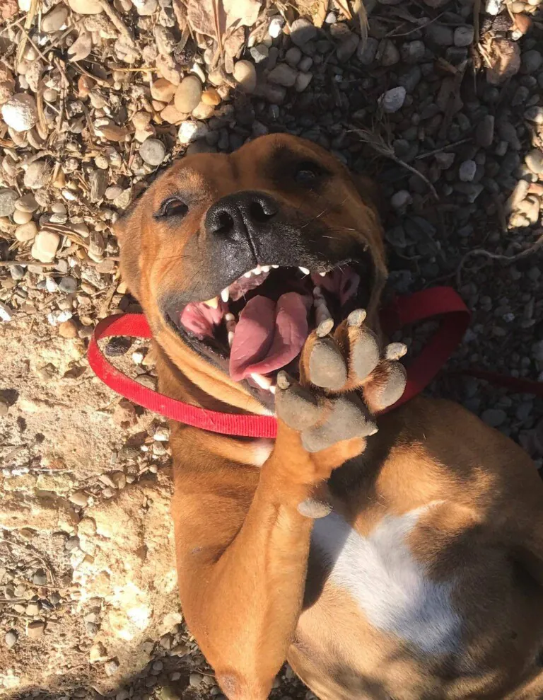 Angelitos Vagabundos1 768x989