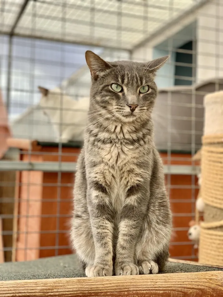 Angelitos Vagabundos2 768x1024