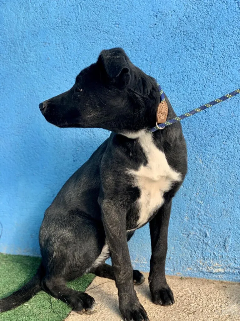 Angelitos Vagabundos3 768x1024