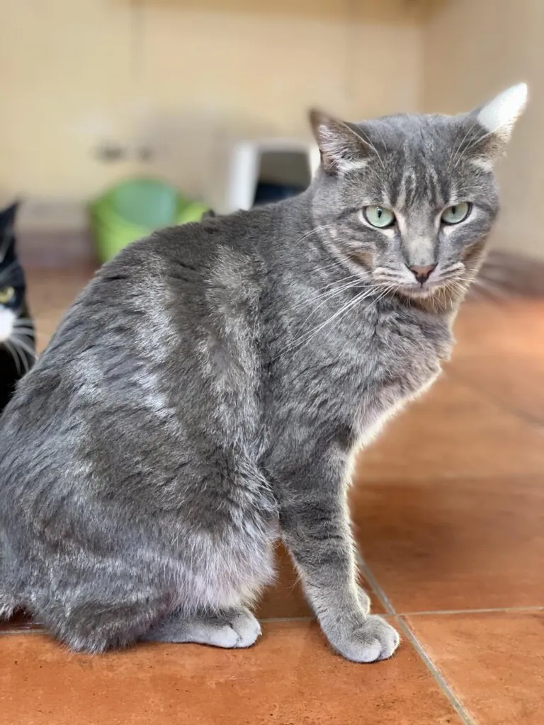 Angelitos Vagabundos4 768x1024