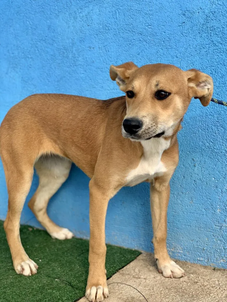 Angelitos Vagabundos5 768x1024