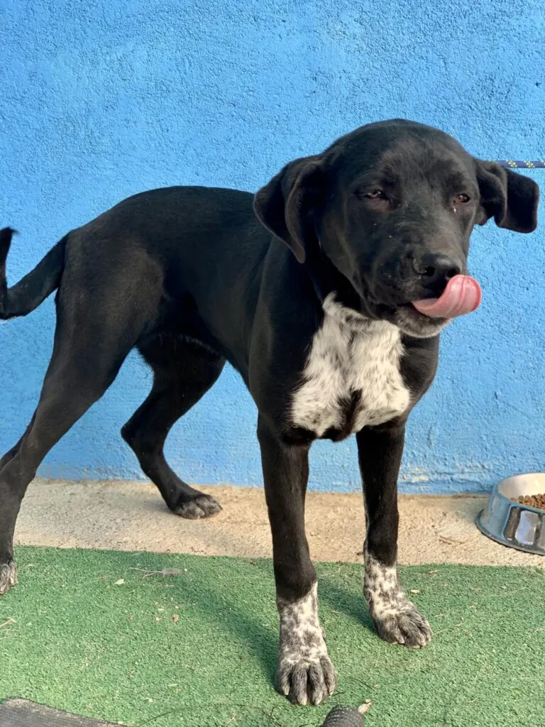 Angelitos Vagabundos6 768x1024