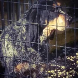 Animals Help Spain logo