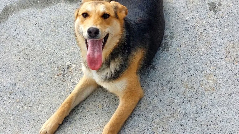 Animals Help Spain1 768x432