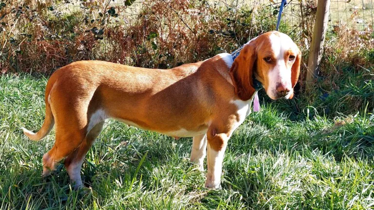 Animals Help Spain2 768x432