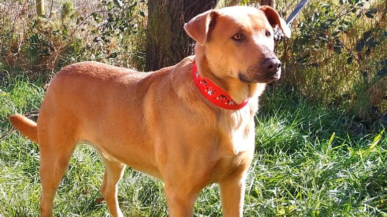 Animals Help Spain3 768x432