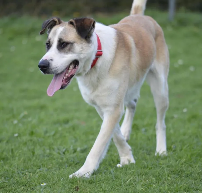 Animals Help Spain5 768x734