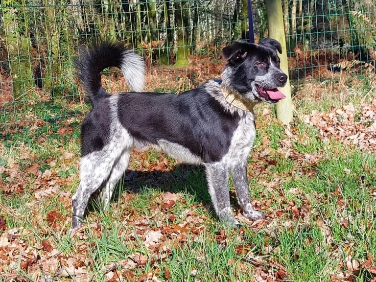 Animals Help Spain6 768x576