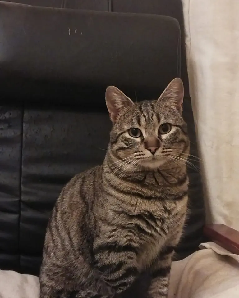 Argos Leon1